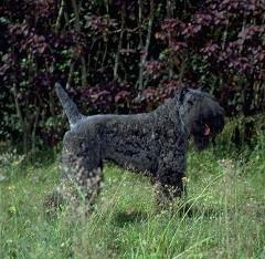 Kerry Blue Terrier 