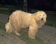 Komondor