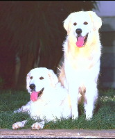 Kuvasz