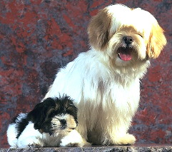 Lhasa Apso