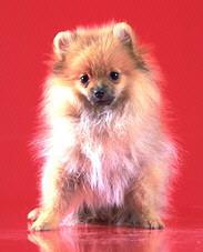 Spitz Alem�o