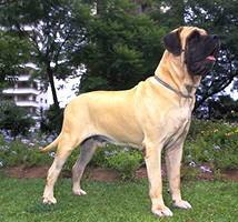 Mastiff Ingl�s