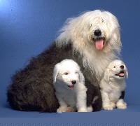 Old English Sheepdog