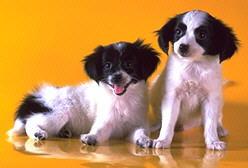 Papillon