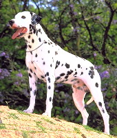 D�lmata