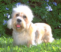 Dandie Dinmont Terrier