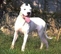 Dogo Argentino
