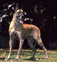 Dogue Alem�o