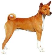 Basenji