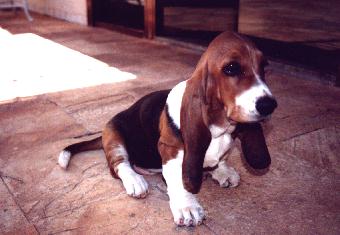 Basset Hound
