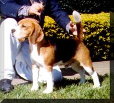 Beagles Dream�s Bloom