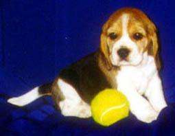 Beagles Dream�s Bloom