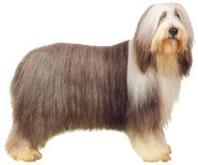 Bearded Collie