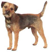 Border Terrier