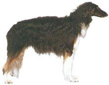 Borzoi