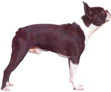 Boston Terrier