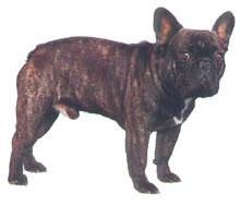 Bulldogue Franc�s