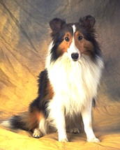Pastor de Shetland