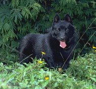 Schipperke