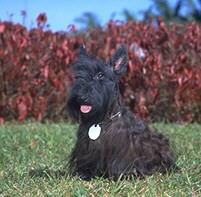 Scottish Terrier