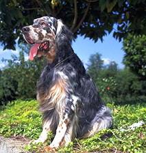 Setter Ingl�s
