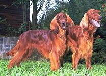 Setter Irland�s