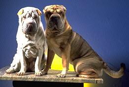 Shar Pei