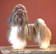 Shih Tzu