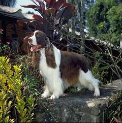 Springer Spaniel Ingl�s