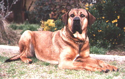 Tosa