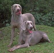 Weimaraner