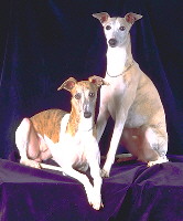 Whippet