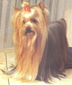 Yorkshire Terrier