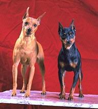 Pinscher