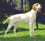 Pointer Ingl�s