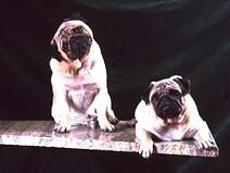 Pug