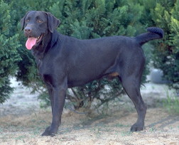 Retriever do Labrador