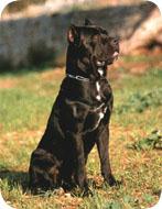 Cane Corso