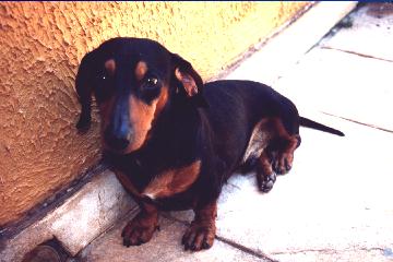 Dachshund