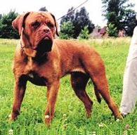 Dogue de Bordeaux