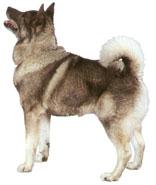 Elkhound Noruegu�s
