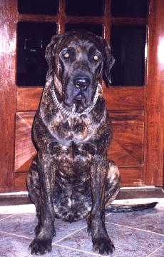 Fila Brasileiro