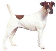 Fox Terrier P�lo Liso
