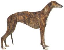 Greyhound