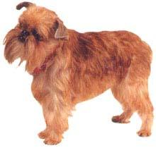Griffon