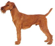 Irish Terrier
