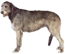 Irish Wolfhound