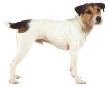 Jack Russel Terrier