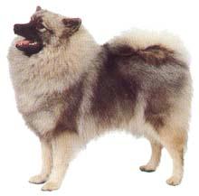 Keeshond
