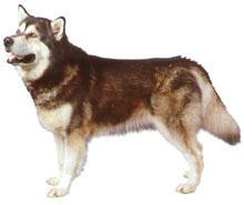 Malamute do Alaska